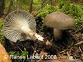 Hygrophorus camarophyllus